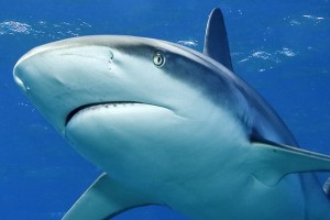 requin-randonnee