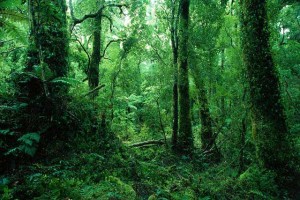 deforestation-foret
