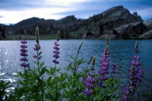 fleur-montagne