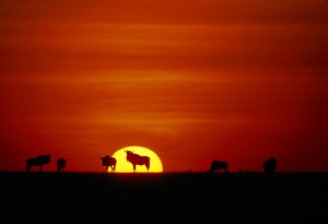 tanzanie