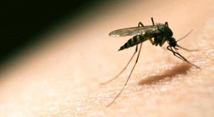 Malaria-moustique