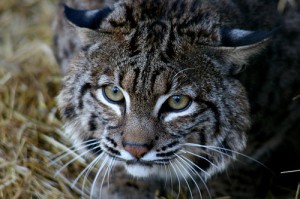 lynx-jura-vosges-france