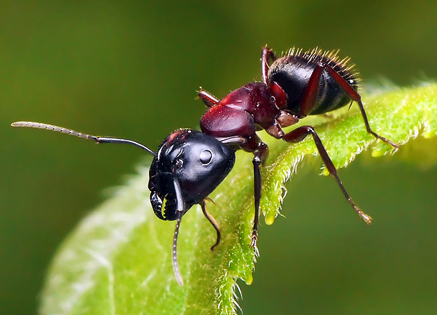 fourmis-randonnee-nature