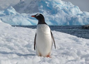 antarctic-randonnee