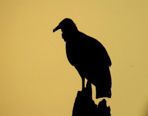 vautour-randonnee
