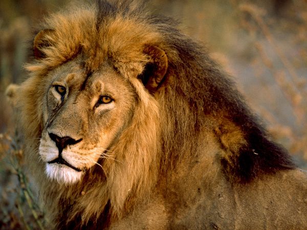 lion-afrique-savane