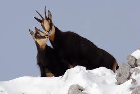 chamois-montagne