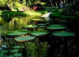 jardin rio janeiro bresil