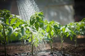 permaculture jardin