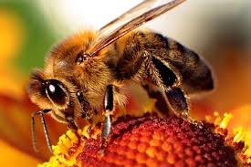 abeille