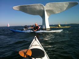 baleine kayak