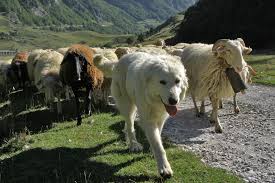 chien patou alpages