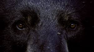 ours noir randonnee