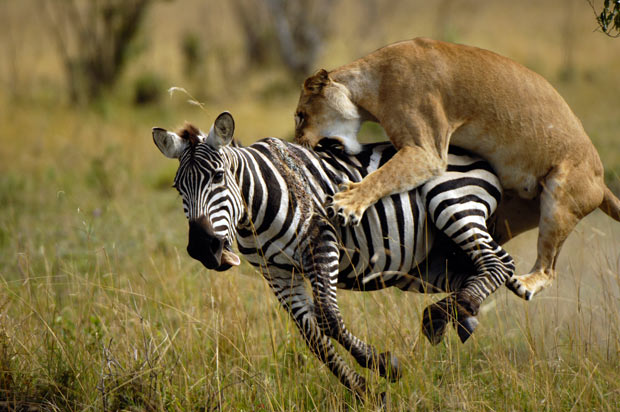 lion-zebre-randonnee