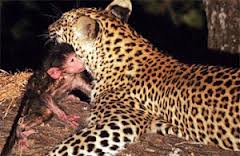 leopard-bebe-baboin