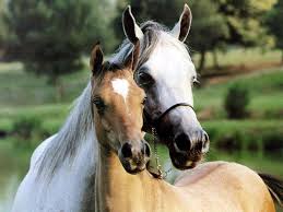 randonnee a cheval magazine