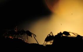 fourmis