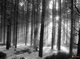 survie en forêt hiver