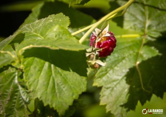 Rando survie Vosges fruit