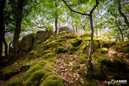 Rando survie feu vosges