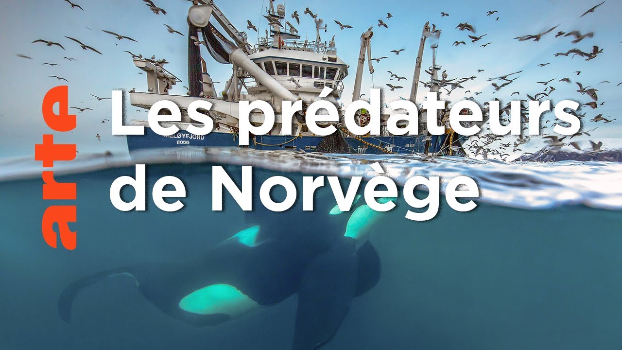 orques norvege