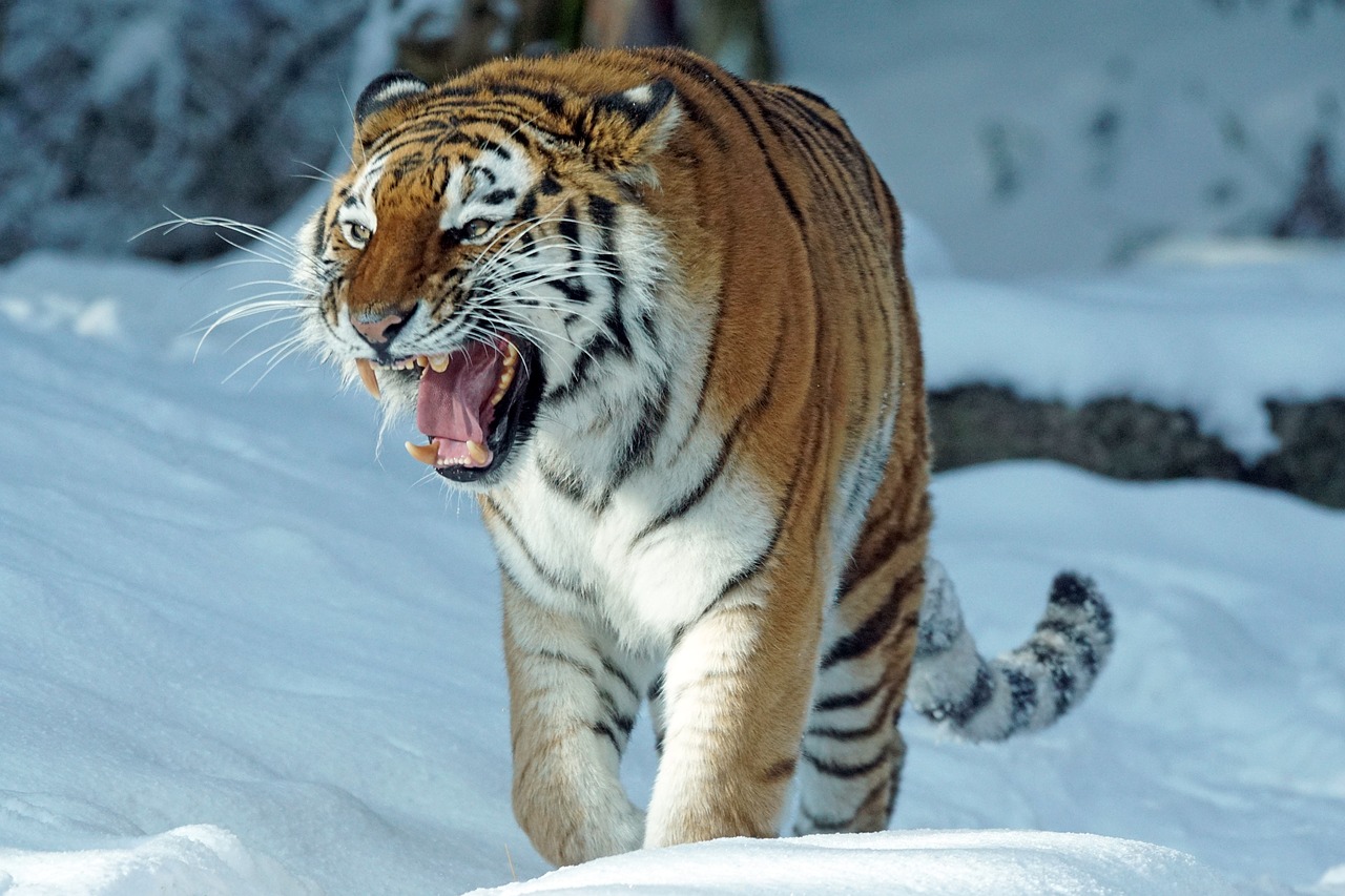 tigre siberie russie