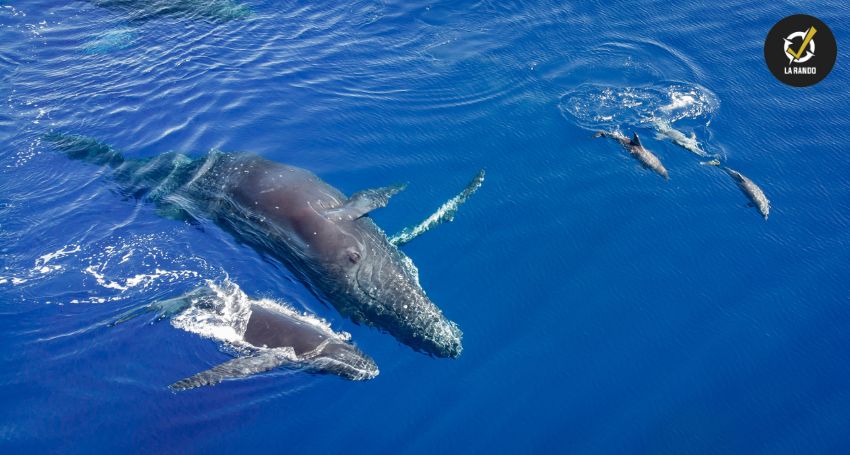 Comment les baleines et les dauphins s'hydratent dans l'océan