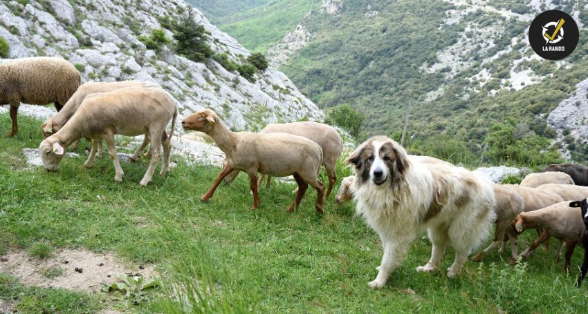 Comment se défendre contre un Patou en randonnée ?