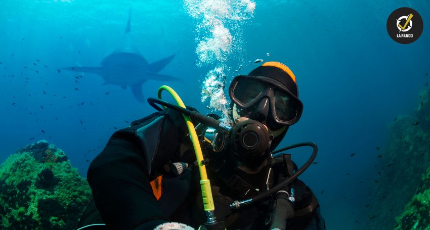 Il survit à une attaque de requin grâce à des coups de poing