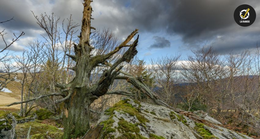 Randonnée dans les Vosges : le tour du Markstein