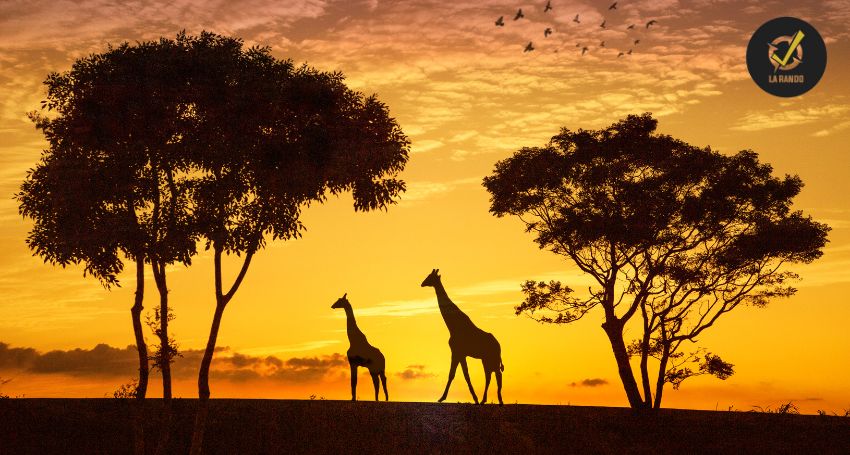 Top 10 des destinations de randonnée pour l'observation de la faune sauvage