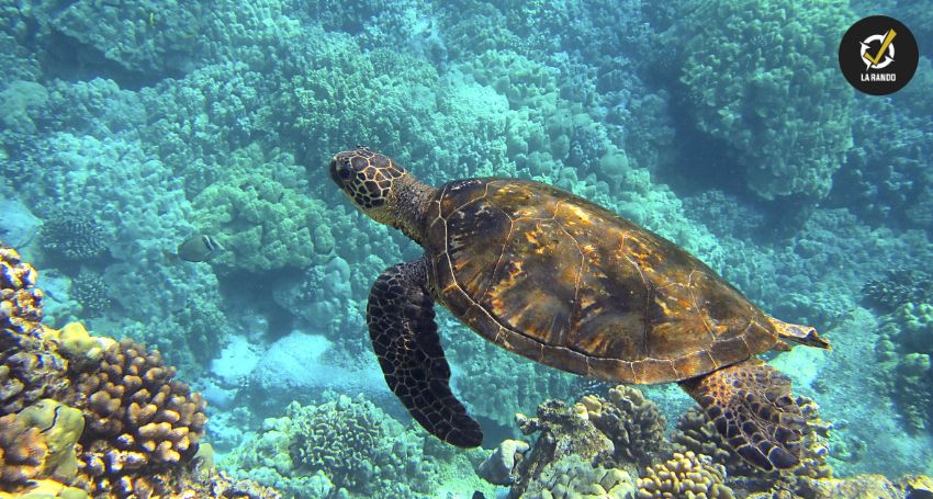 Les bienfaits de la chasse sous-marine pour la préservation des écosystèmes marins