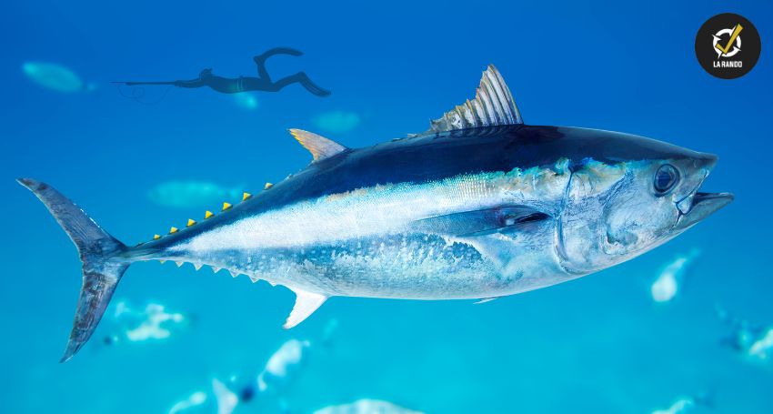 Comment trouver du poisson en chasse sous-marine