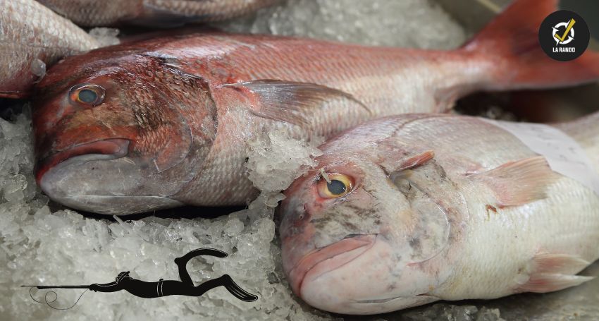 Les meilleurs poissons comestibles en chasse sous-marine