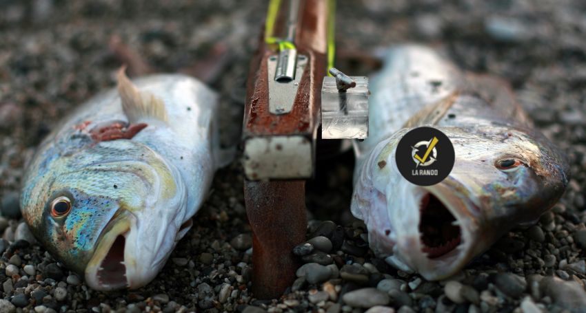 poisson chasse sous marine