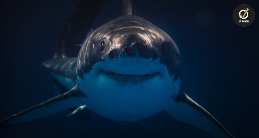 Les Requins : Entre Mythes et Réalités
