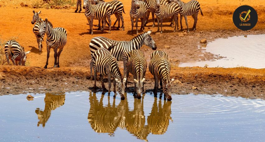 safari