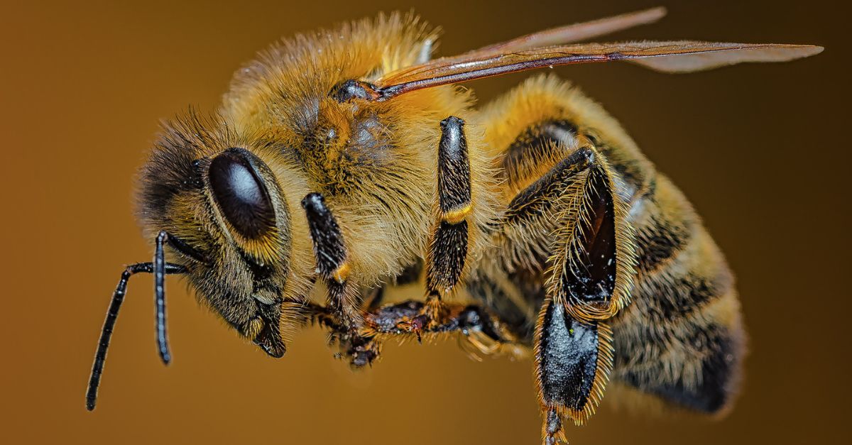 REINE ABEILLE : UN INVESTISSEMENT ESSENTIEL POUR LES APICULTEURS