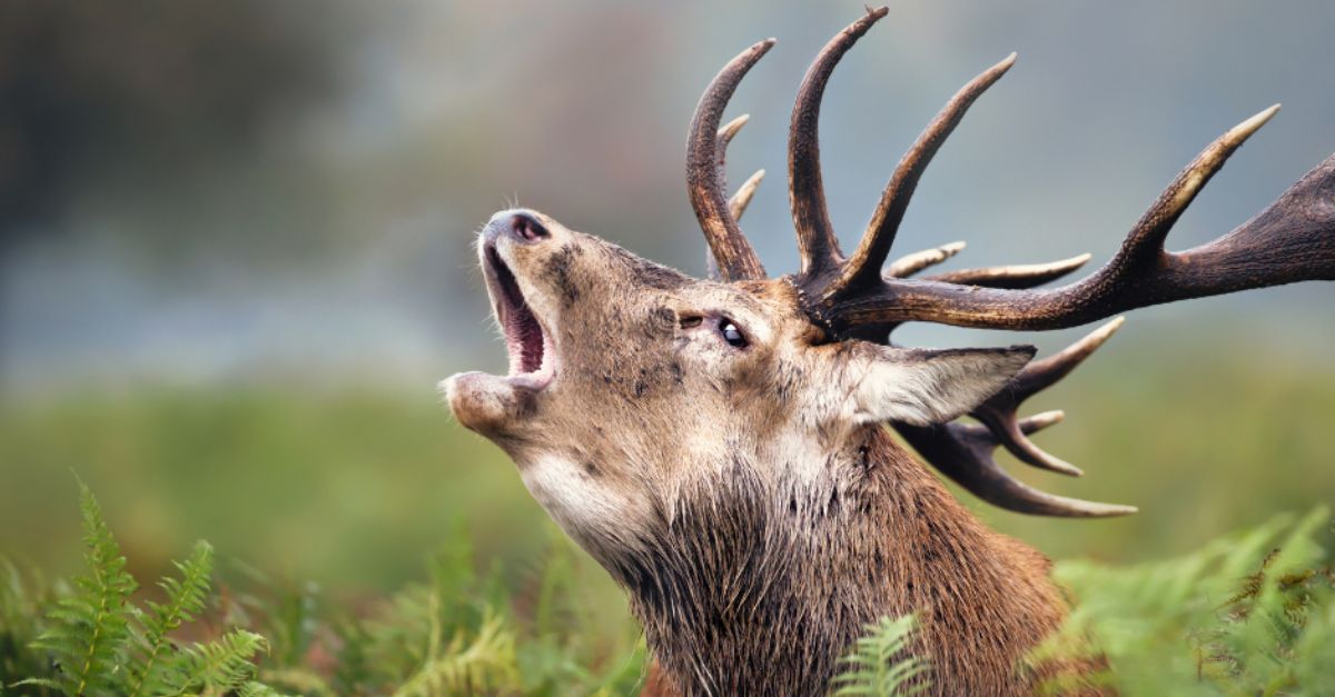 Randonnée à Luchon autour du brame du cerf